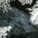 20070401_chidorigafuchi_003